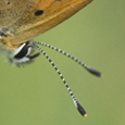 Lycaena virgaureae